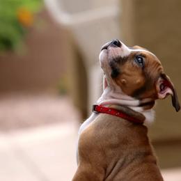 American Staffordshire Terrier Puppies from Liberty Am Staffs