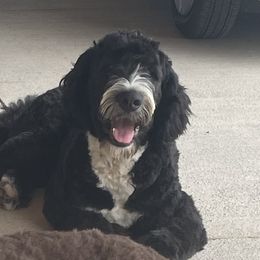 Aussiedoodle and Bernedoodle All Grown Up from Hickory Hideaway Doodles