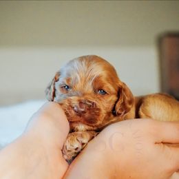 Yellow Collar - Golden male Cockapoo puppy in Missoula, Montana from Big Sky Cockapoos