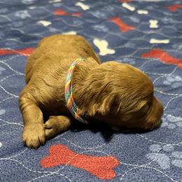 Pastel rainbow collar - Red  female Goldendoodle puppy in Landis, North Carolina from Shelbys Doodle Farm