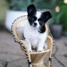 Chihuahua Puppies from Arizona Adventure Chihuahuas