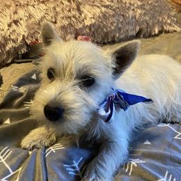 West Highland White Terriers from AKC Westies. Tami