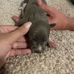 Mostly Seal Male - White and seal male Italian Greyhound puppy in Winfield, Kansas from F&M Italian Greyhounds