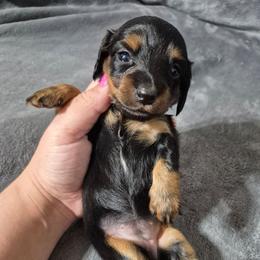 Nellie - Black and tan female Dachshund puppy in Aiken, South Carolina from Paragon Puppies