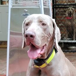 Weimaraners from Silver Magnolia Weimaraners