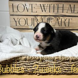 Australian Shepherd Puppies from Kayla's Aussies