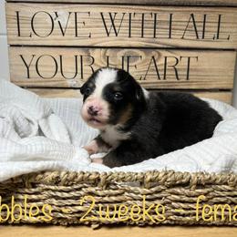 Australian Shepherd Puppies from Kayla's Aussies