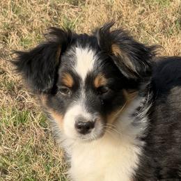 ASDR 2 Blue's Boomer Boy - Black tri male Toy Australian Shepherd puppy in Tremont, Tennessee from 2 Blue Toy Aussies