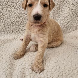 Poodle Puppies from Karla Skow