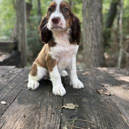Echo - Liver white and tan male English Springer Spaniel puppy in Comer, Georgia from Stratton Spaniels