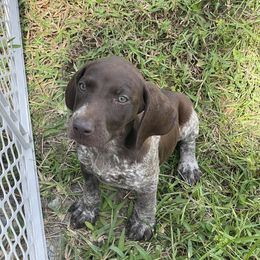 Jennings - German Shorthaired Pointer puppy in Lakeland, Florida from Walker’s German Shorthaired Pointers