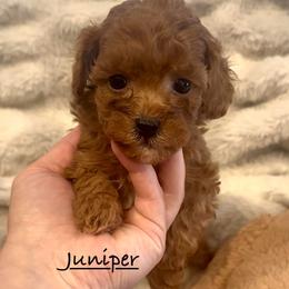 Juniper - Red and white female Shihpoo puppy in Traverse City, Michigan from Riyem Wildflower Farms