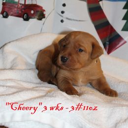 Labrador Retriever Puppies from Rainy Lake Labrador Retrievers