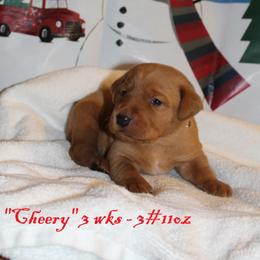 Labrador Retriever Puppies from Rainy Lake Labrador Retrievers