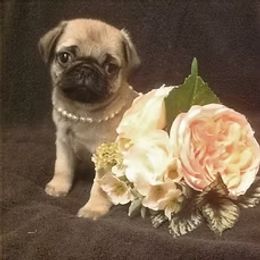 Pug Puppies from Ausband Farm Pugs
