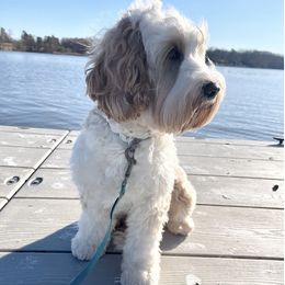 Australian Labradoodles from Darling Labradoodles