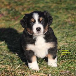 Kanan - Black tri male Miniature American Shepherd puppy in Hillsdale, Michigan from Faithwalk Aussies and Mini American Shepherds