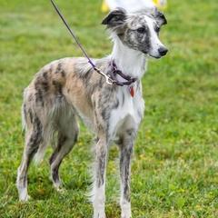 Windsprite All Grown Up from Propel Windsprites