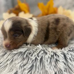 Pyper - Red merle female Toy Australian Shepherd puppy in Ambrose, Georgia from Brandilyn's Aussies