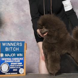 Poodles from Bellafina Poodles