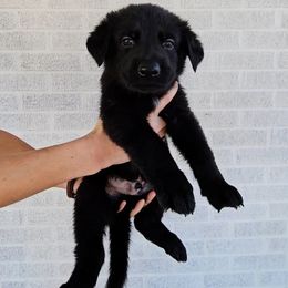 Castiel - Black male German Shepherd puppy in Winston Salem, North Carolina from Samtastic Shepherds