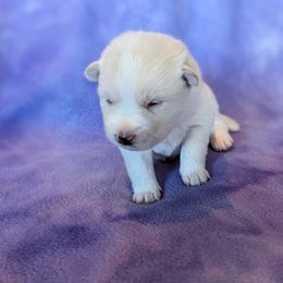 Pomsky Puppies from Valparaiso Pomskys
