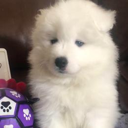 Boy 1 - White and biscuit male Samoyed puppy in Colorado Springs, Colorado from T&M Samoyeds