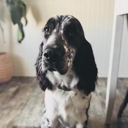 Meimei - English Springer Spaniel