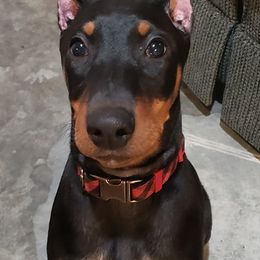 Doberman Pinscher Puppies from Rockhill Dobermans