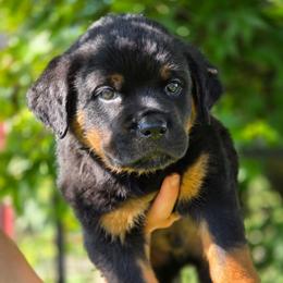 Guido - Black and mahogany male Rottweiler puppy in Cottage Grove, Oregon from Divine Rottweilers