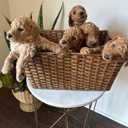Goldendoodle puppies from Zari Benji Doodles