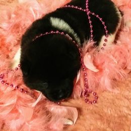 Akita Puppies from BleuMoon Akitas