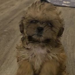 Truffles - Sable female Shih Tzu puppy in Carthage, Missouri from Cooley's Cuddle Pups