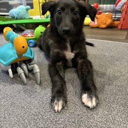 Silken Windhound Puppies from Intriga Hounds