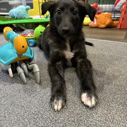 Silken Windhound Puppies from Intriga Hounds