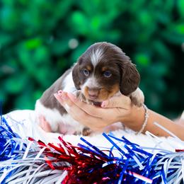 Noodle - Piebald male Dachshund puppy in Fort Myers, Florida from Blossom Paws