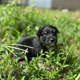 Jake - Black tri-color male Australian Shepherd puppy in Fort Myers, Florida from U Cross Australian Shepherds