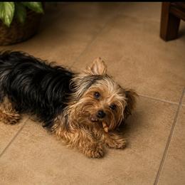 Maltese and Yorkshire Terrier Puppies from Teacup Yorkie Love