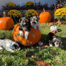 Miniature Schnauzer Puppies from Amanda Tragash