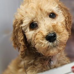 Black Collar Boy - Apricot Poodle puppy in Selinsgrove, Pennsylvania from Poodle Paws and Puppies