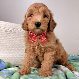 Chester - Apricot male Goldendoodle puppy in Temecula, California from Oodles O'Doodles