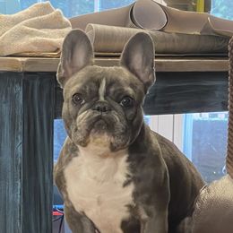 Smudge - French Bulldog