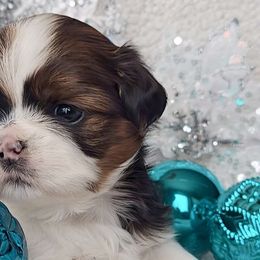 AKC Tri-Color Parti Male - Tricolor male Shih Tzu puppy in Middle Grove, New York from Beirin Breige Shih Tzus
