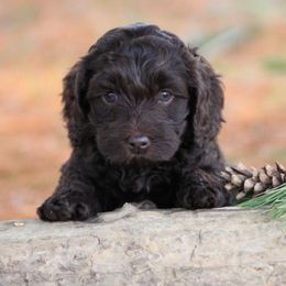 Australian Labradoodle Puppies from All About Love Australian Labradoodles