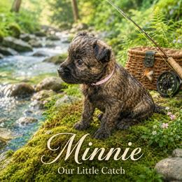 Black Brindle - Wheaten female Cairn Terrier puppy in Centerville, Texas from Cedar Forrest Terriers LLC (Cairns & Australian Terriers)