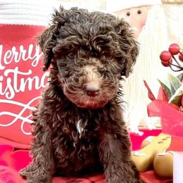 Poodles from Blue Springs Poodles