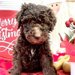 Poodles from Blue Springs Poodles