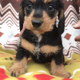 Dachshund Puppies from Mohawk Creek Dachshunds