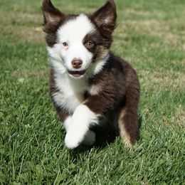 Girl 1 - female Miniature American Shepherd puppy in Holmesville, Ohio from Coffee Run Spring at Miller Farms