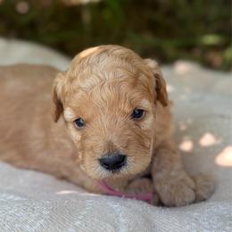 Kelce - Red  female Goldendoodle puppy in Zeeland, Michigan from Dandelion Lane Doodles